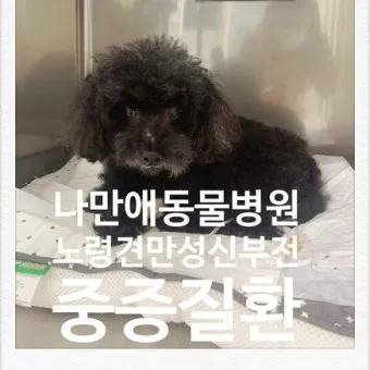 노령견 신부전2기 자연식 화식 레시피 건강식_9