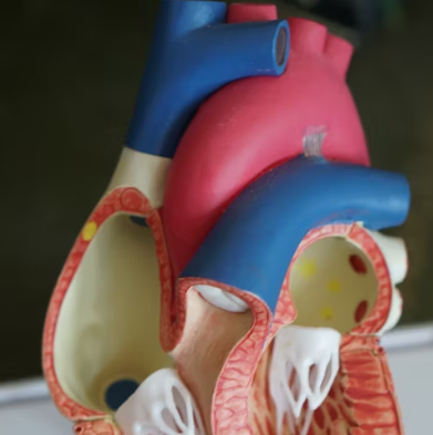 심근경색 전조증상 원인 예방법