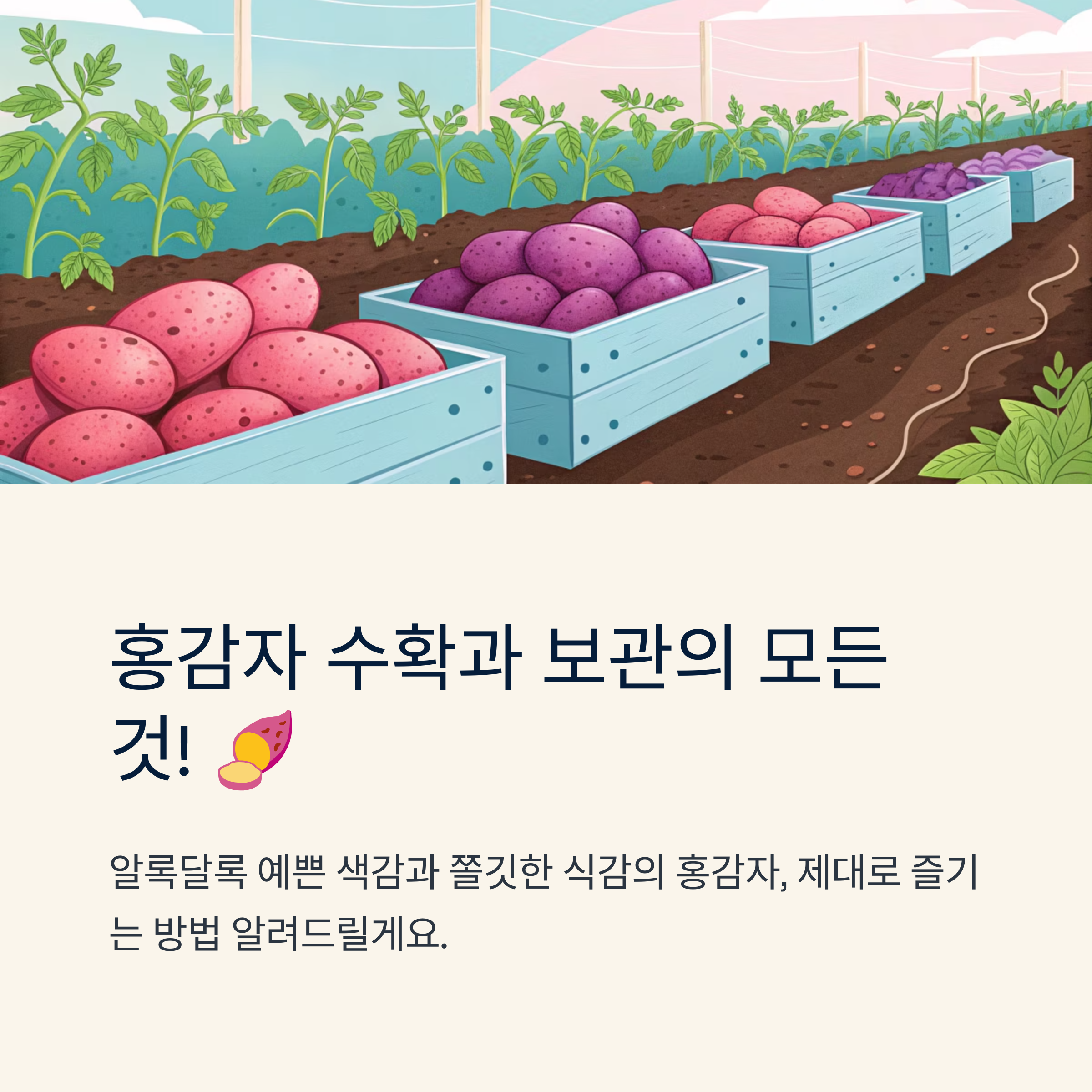 감자캐는시기 똑똑하게 수확하는 방법