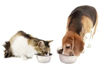 &amp;quot;고양이