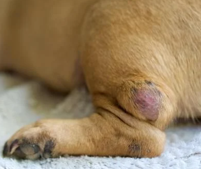 강아지 몸에 혹? 악성종양 구분 세포검사 후기