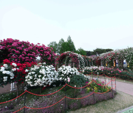 2025 곡성 세계장미축제