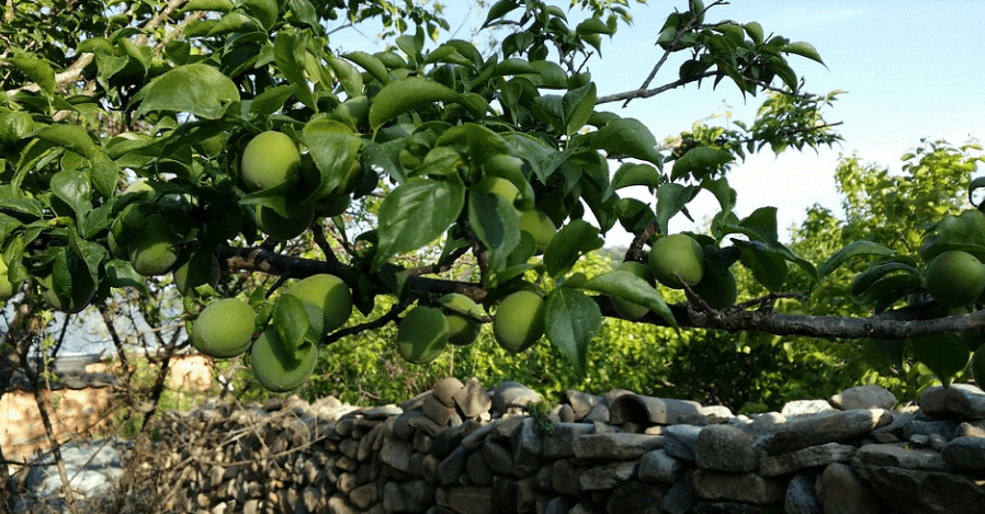 입덧에 좋은 음식 매실이 나무에 열려 있다