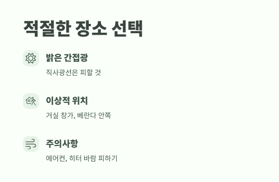 행운목 키우는 방법 바로 보기 3