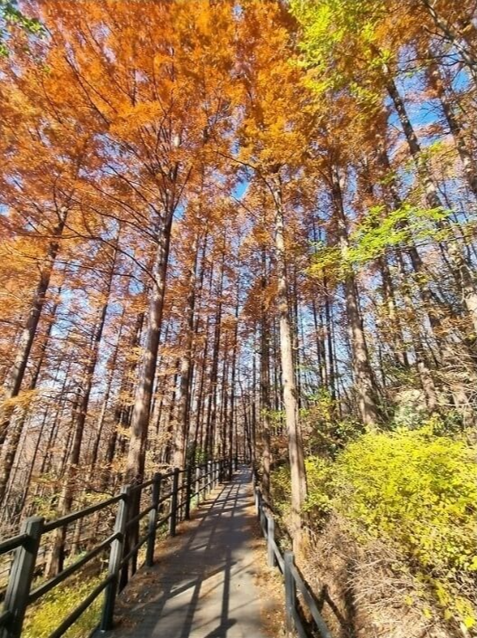 산림청 명품숲길 겨울 트레킹 : 서울 안산 순환형 무장애 자락길