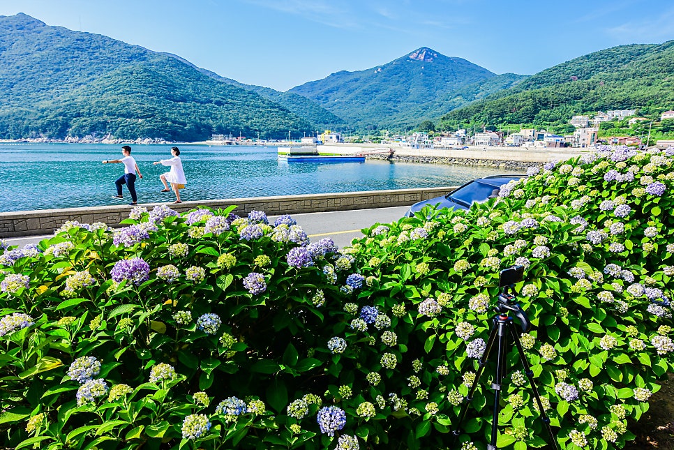 남부면 수국축제