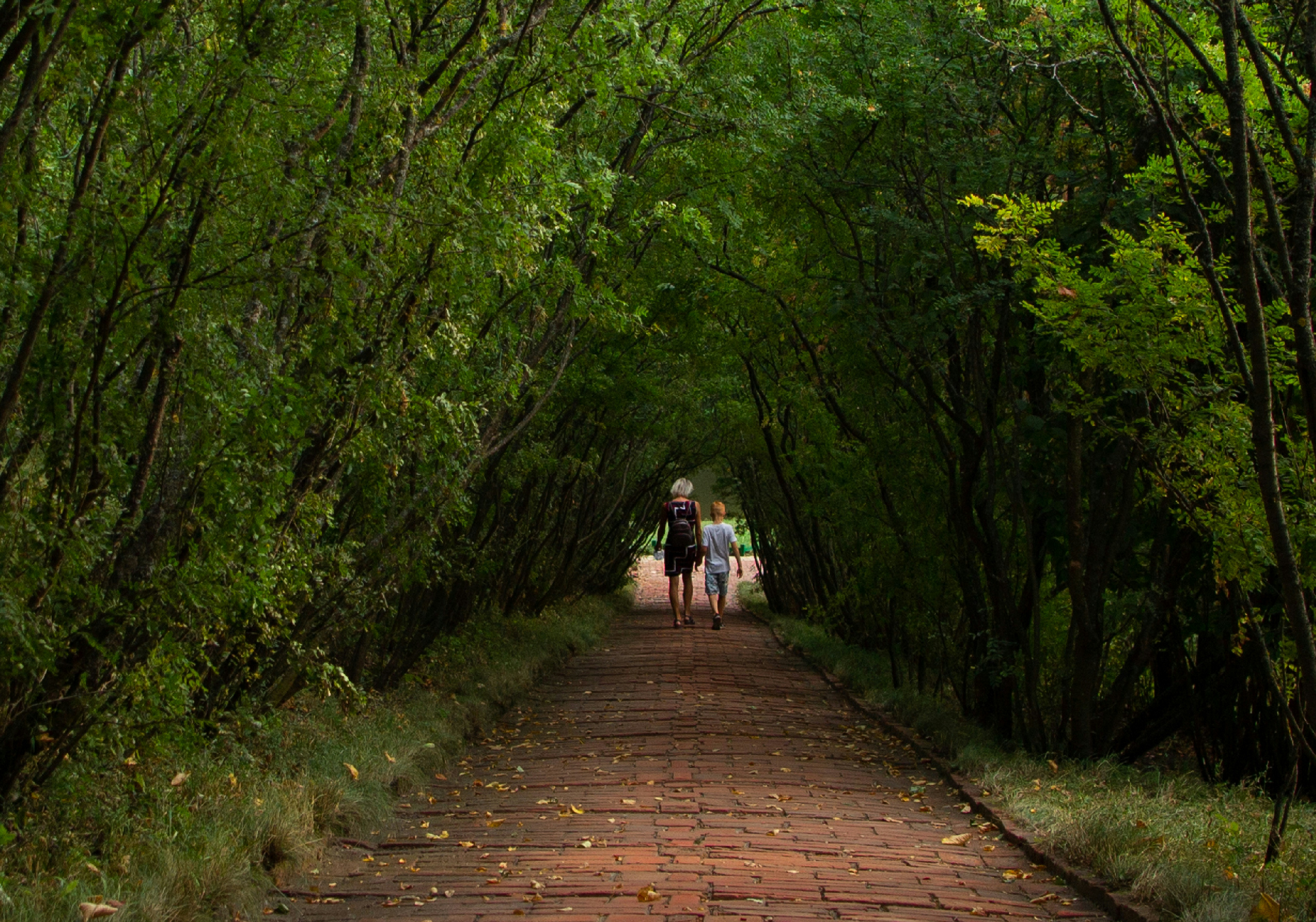 나무길을 걷는 여행자