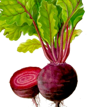 비트 효능 및 부작용 먹는방법~