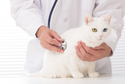 청진기를 대고 있는 고양이