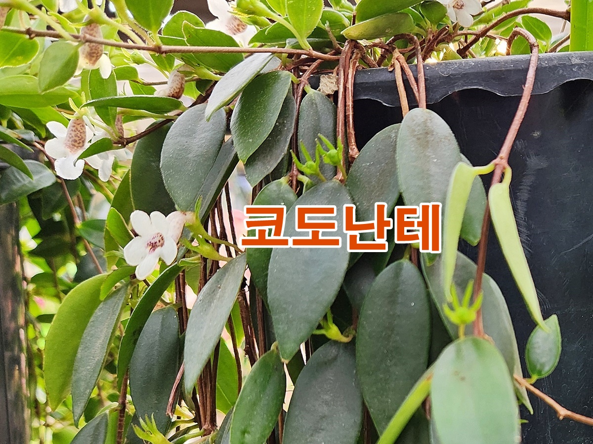 코도난테
