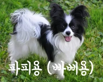 빠삐용 가격 키우기 분양 수명 먹이 성격 종류_10