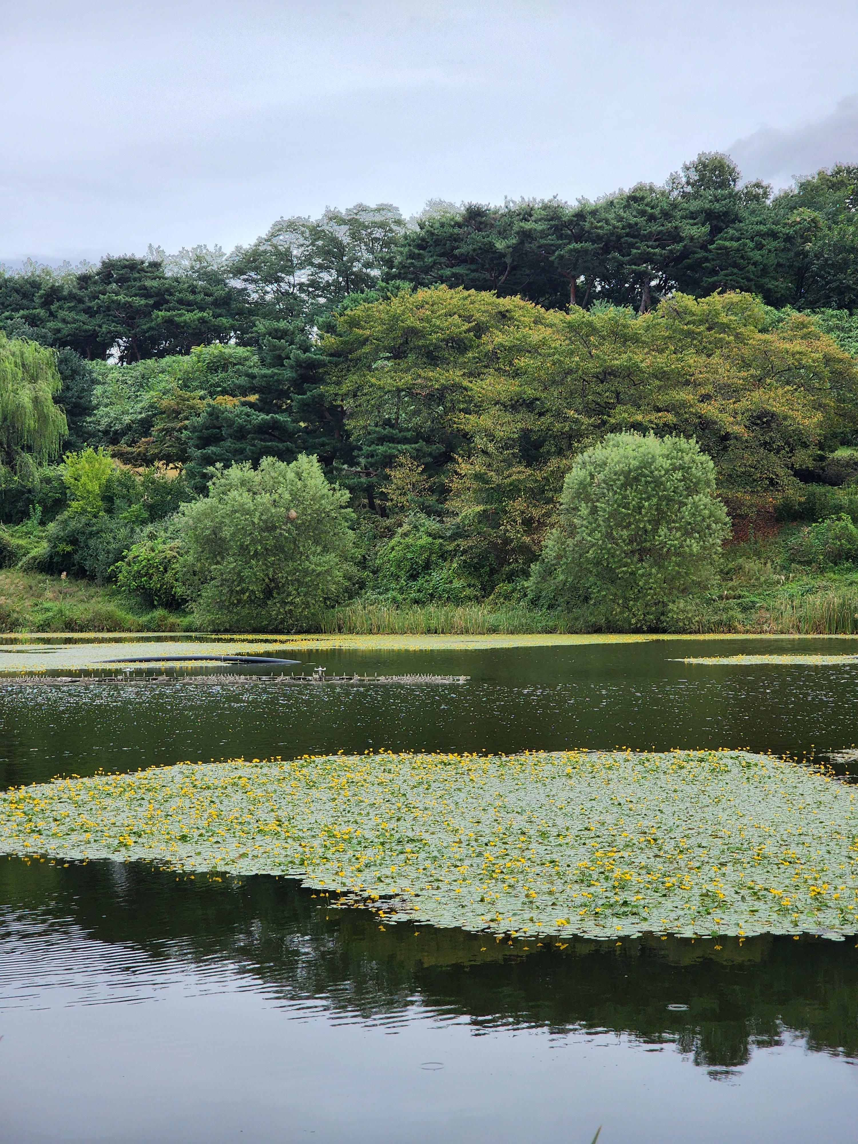 Alt 속성 문제 해결 설명 이미지
