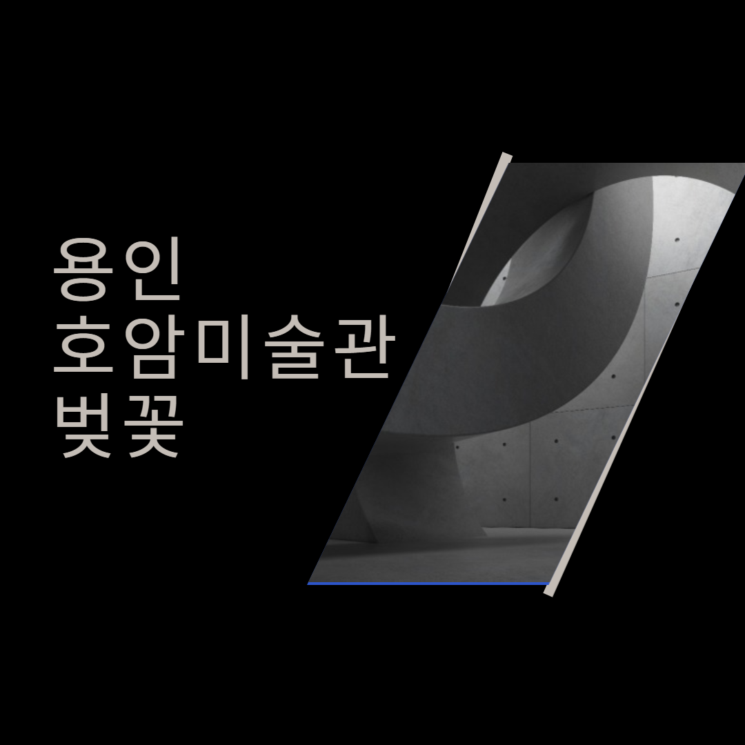 용인 호암미술관 벚꽃