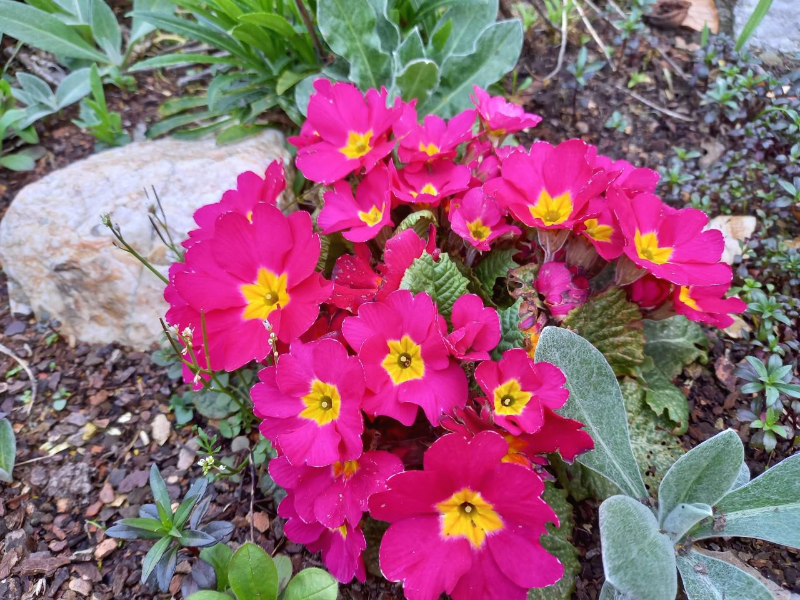 꽃4