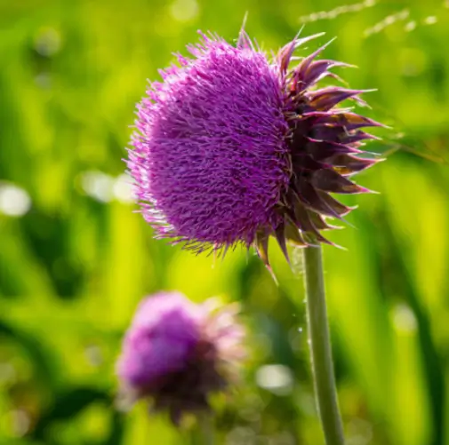 밀크씨슬 엉겅퀴