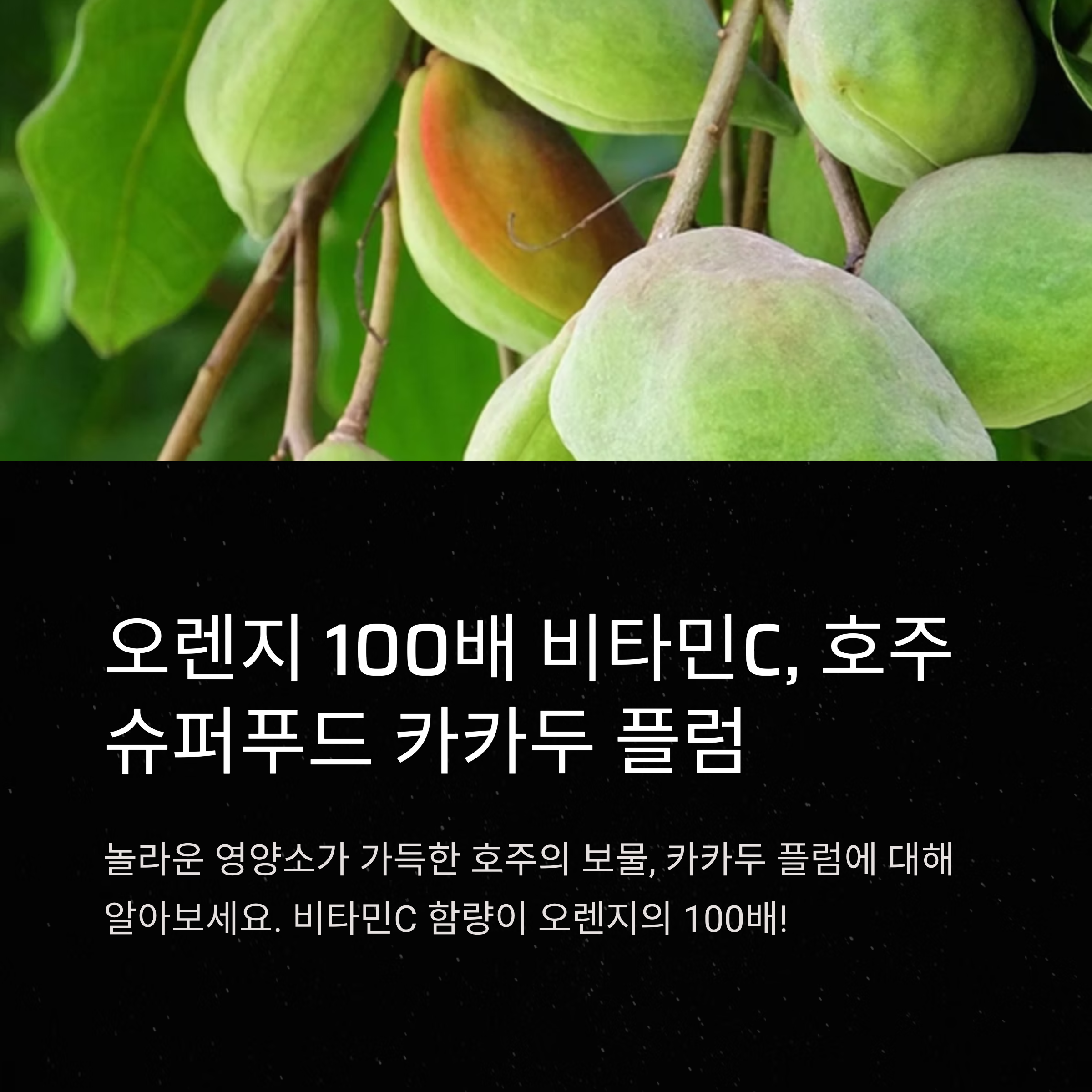 카카두 플럼