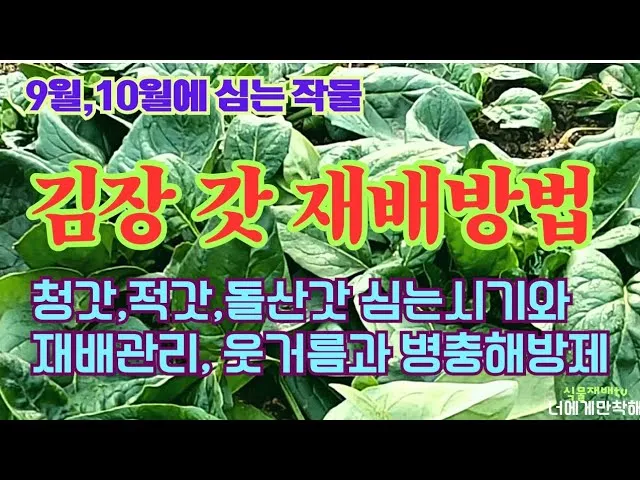 "청갓