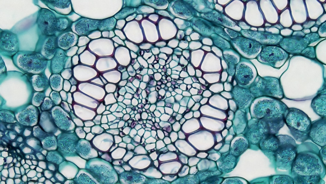 Lactobacillus