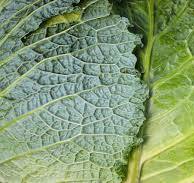 귀에 좋은 음식