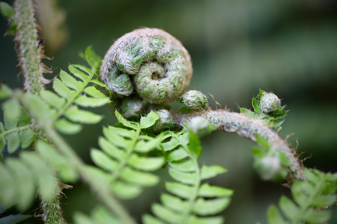 고사리 실내 정원 초보자도 쉽게 따라 하는 자연 인테리어 가이드
