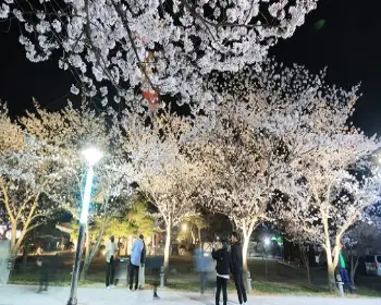 영암왕인문화축제_18