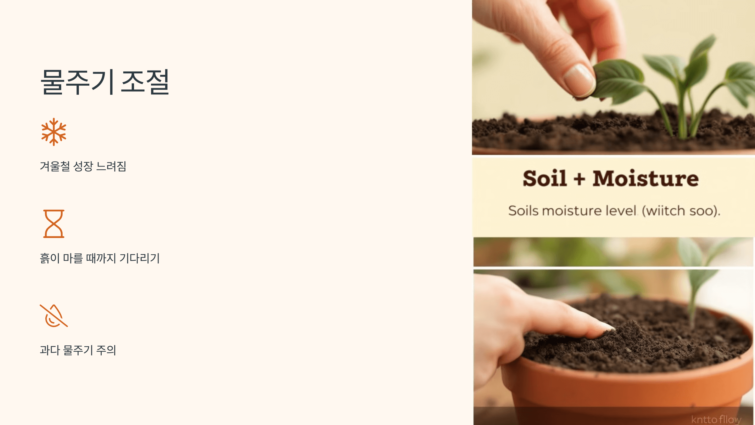 율마와 관련된 사진입니다.