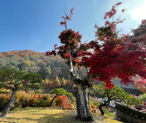화담숲 단풍