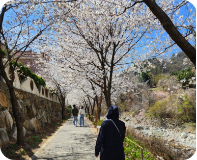 대청천에 핀 벚꽃