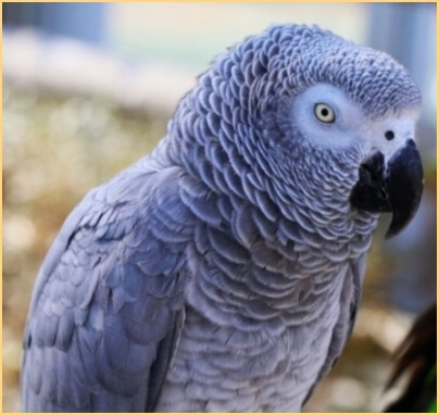 아프리칸 그레이