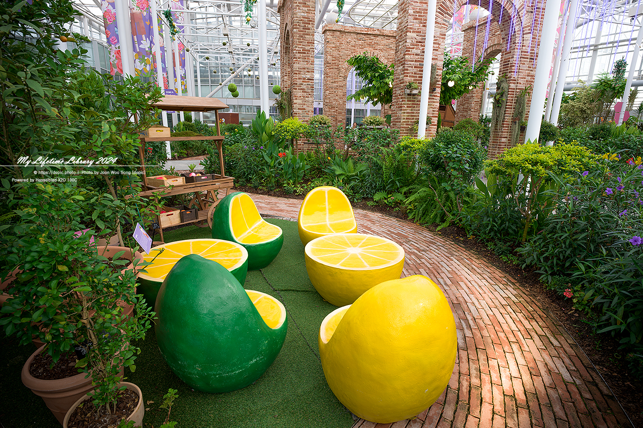 #식물 #나무 #수목원 #세종 #세종수목원 #피노키오