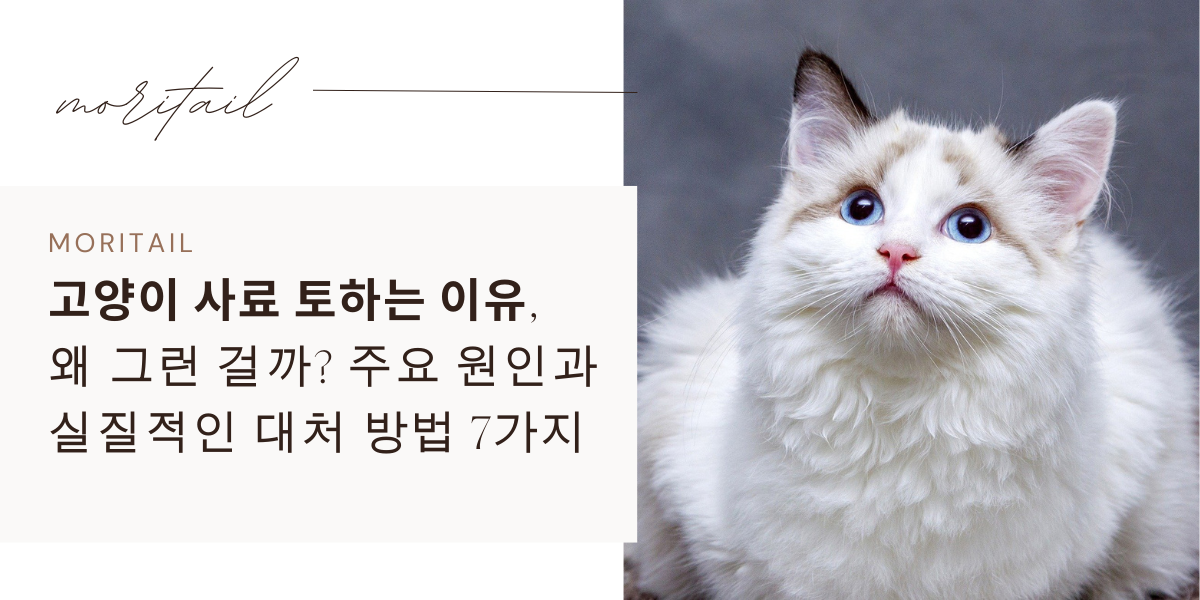 고양이 사료 토하는 이유, 왜 그런 걸까? 주요 원인과 실질적인 대처 방법 7가지