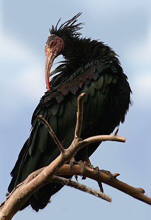 Northern Bald Ibis