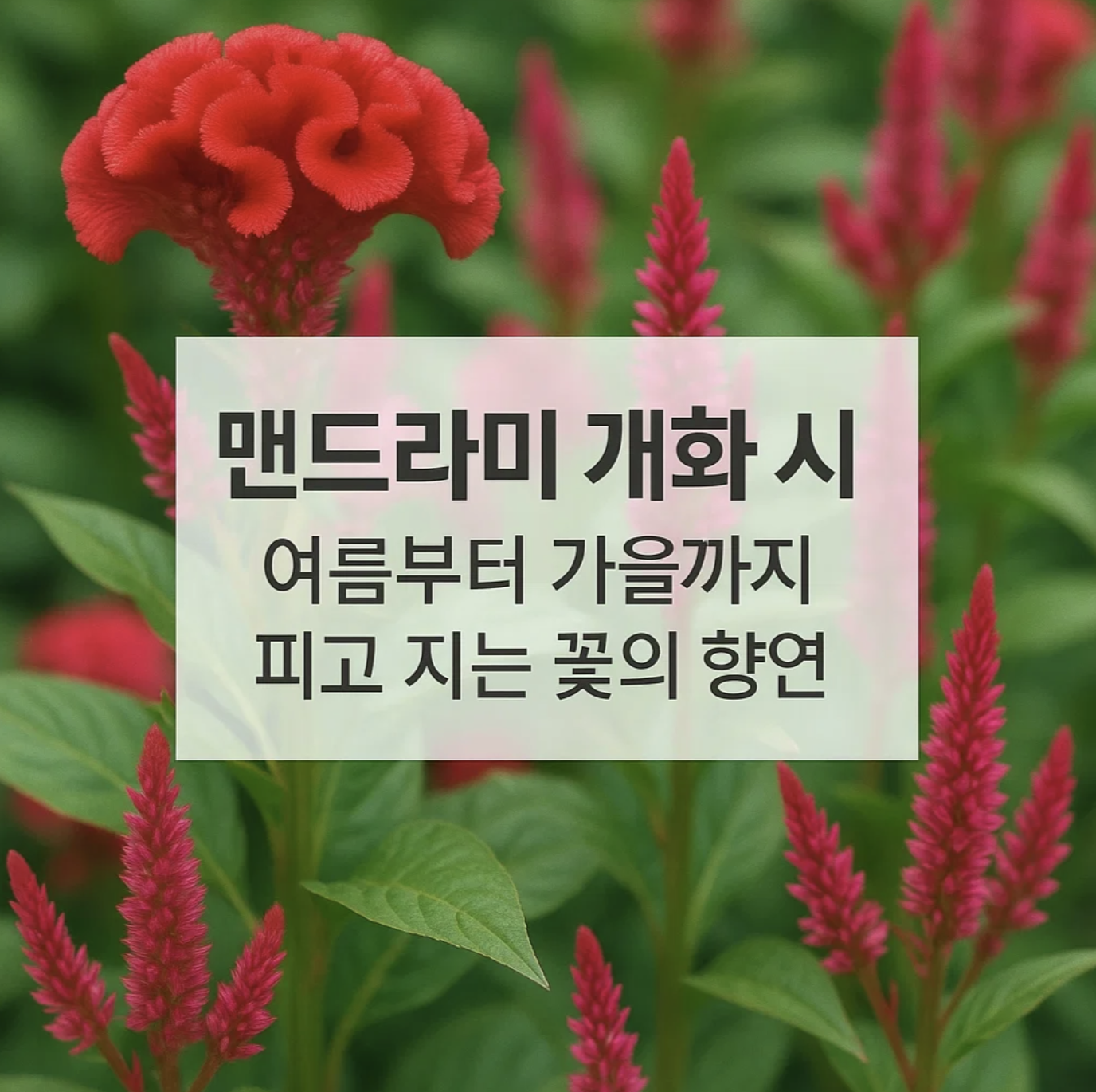 맨드라미 개화 시기, 여름부터 가을까지 피고 지는 꽃의 향연