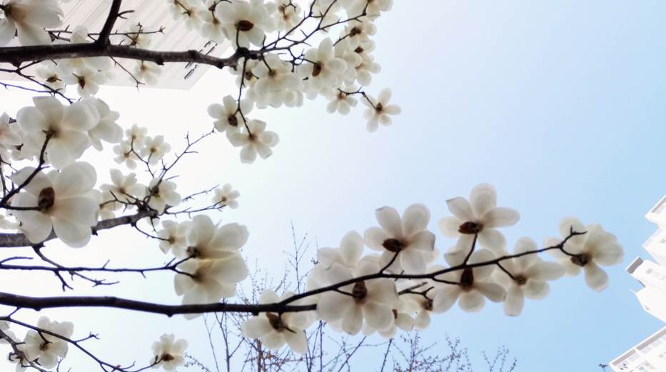 목련꽃 무료 이미지