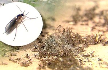 날벌레 퇴치법 효과적인 방법과 예방법