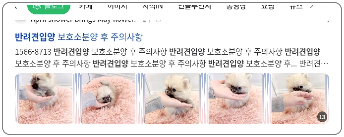 반려견 입양_4