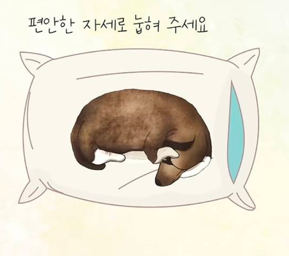 혼자 키우는 반려동물 죽으면 벌어지는 일