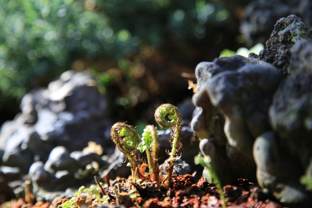 산에서 나는 소고기, '고사리' 건강 이점과 섭취 시 주의 사항