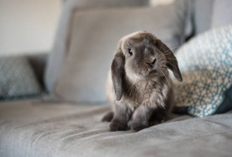 토끼띠상극닭띠