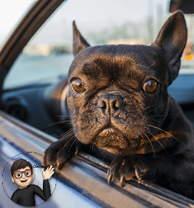 차에 탑승하고 있는 강아지