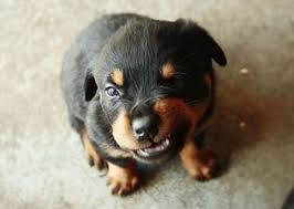 이빨을 드러내는 강아지 모습