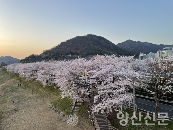 양산 황산공원 물금벚꽃축제 일정 및 행사 프로그램 안내