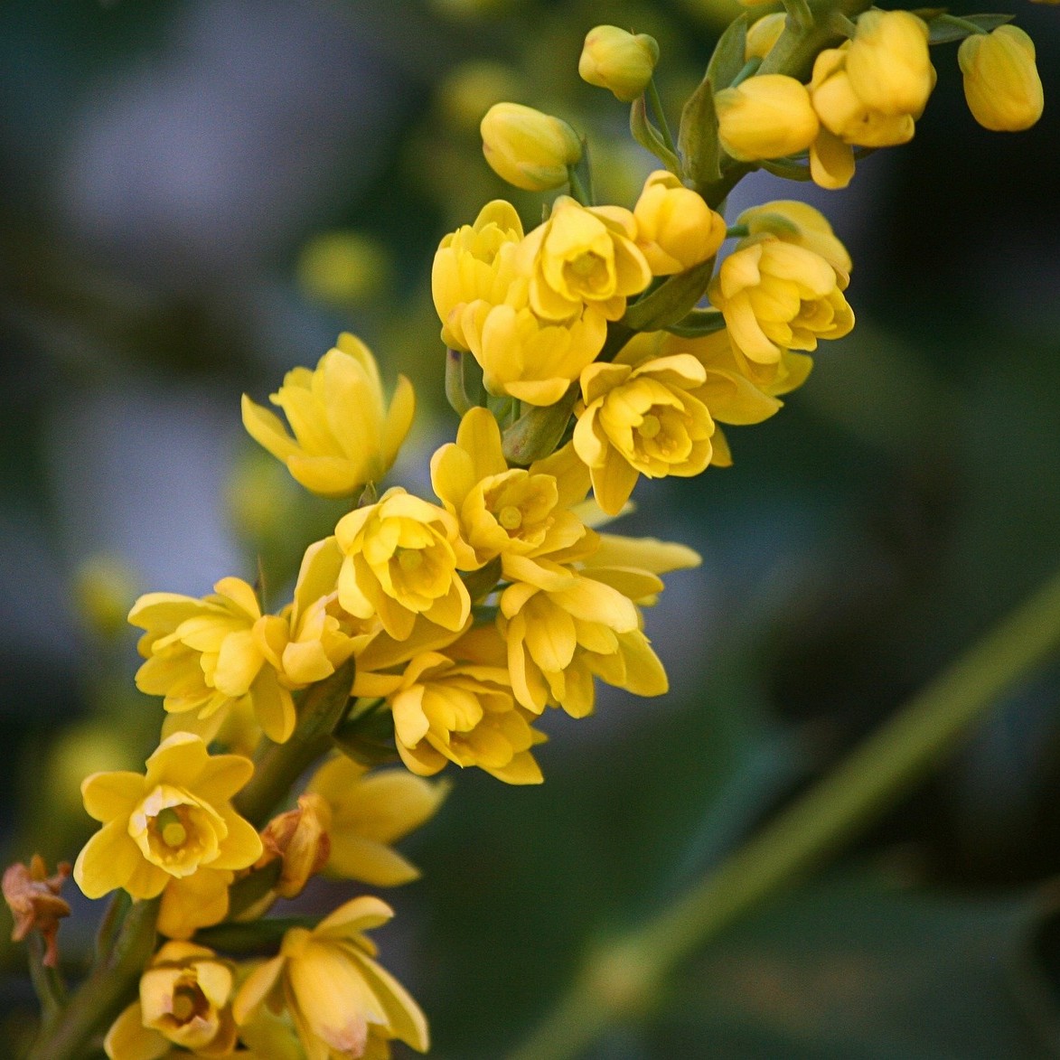 베르베린(Berberine)이 풍부하게 함유되어 있는 오레곤 포도의 꽃 사진