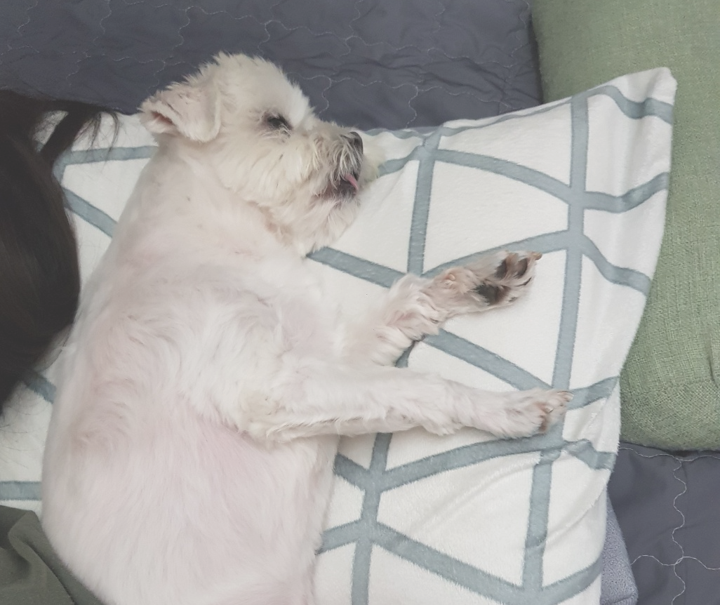 보호자 베개에서 자는 강아지