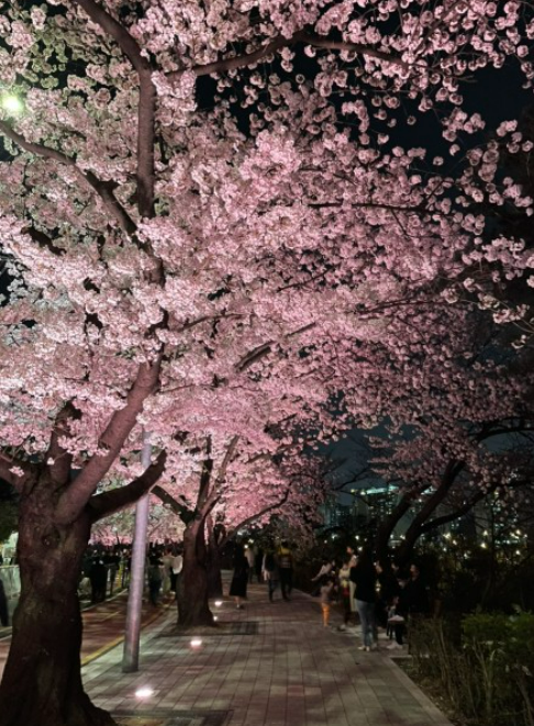 2026 벚나무류 벚꽃 개화시기 만개일 안내지도 