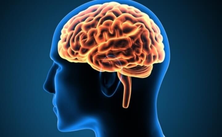 인간의-뇌