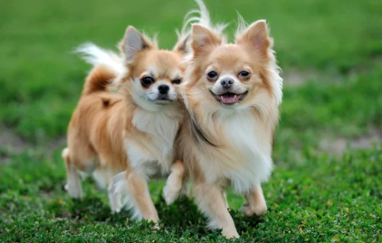 장모치와와/출처:어도비스톡