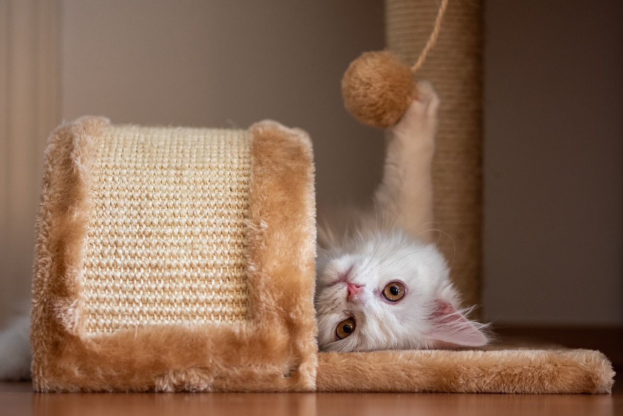 터키쉬 앙고라(Turkish Angora)2