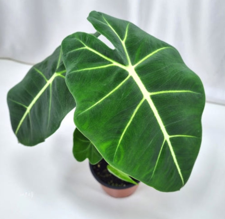 알로카시아1풍수식물