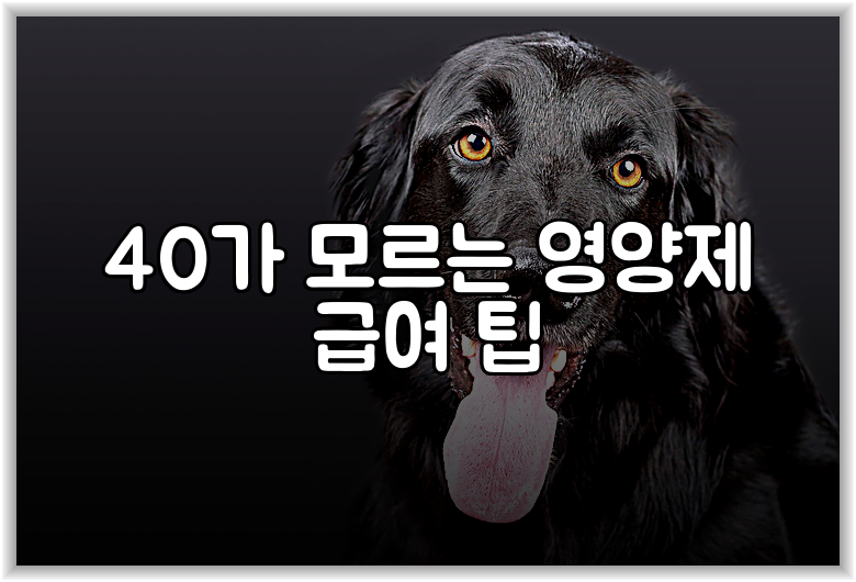 40가 모르는 영양제 급여 팁